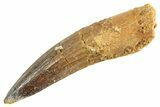 Fossil Spinosaurus Tooth - Real Dinosaur Tooth #344349-1
